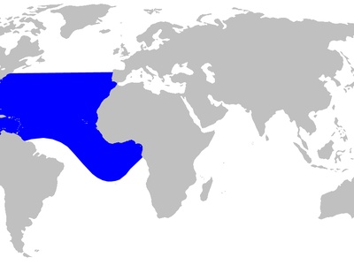 Gervais' Beaked Whale