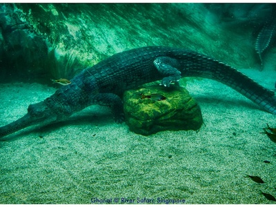 Gharial
