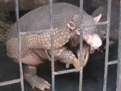 Giant armadillo
