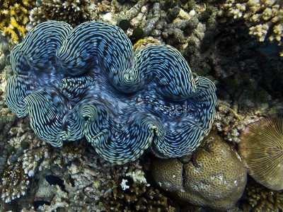 Giant clam