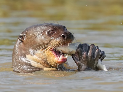 Giant otter
