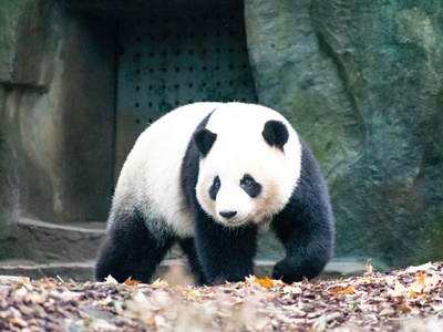 Giant panda