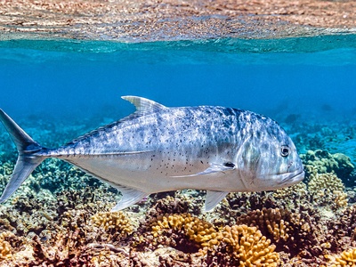 Giant trevally