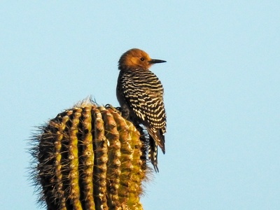 Gila Woodpecker