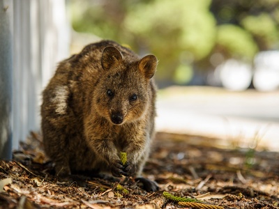 Gilbert's potoroo