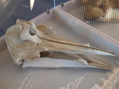 Ginkgo-toothed Beaked Whale