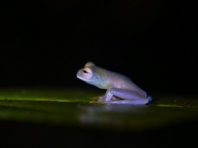 Glass frog