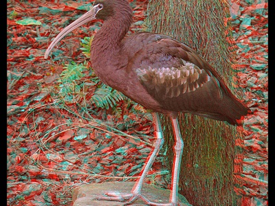 Glossy ibis