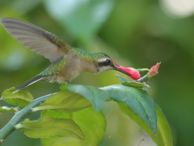 Golden-crowned Emerald