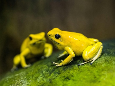 Golden poison frog