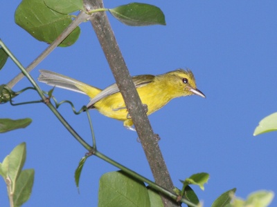 Golden Vireo