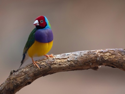 Gouldian finch
