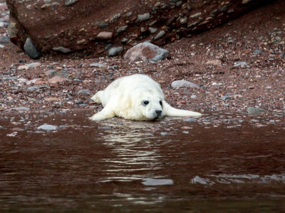 Gray seal