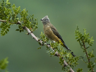 Gray Silky-flycatcher