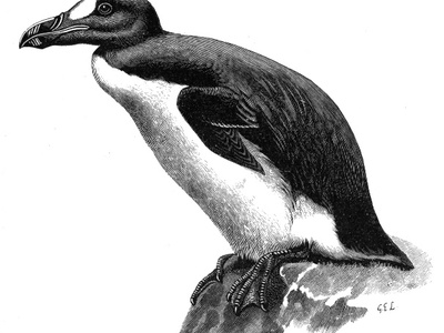 Great auk