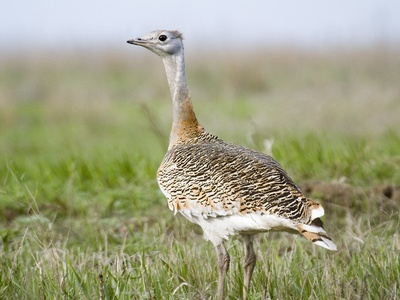 Great bustard
