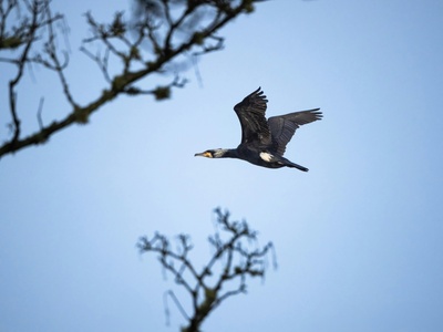 Great cormorant