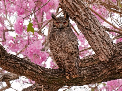 Great horned owl