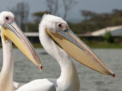 Great white pelican