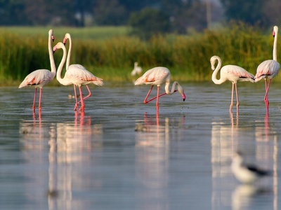 Greater flamingo