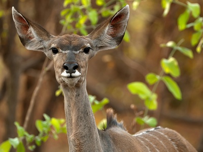 Greater kudu