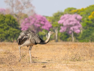Greater Rhea