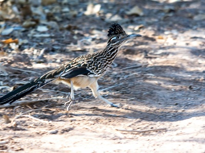 Greater Roadrunner