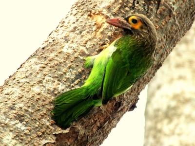 Green-breasted Mango