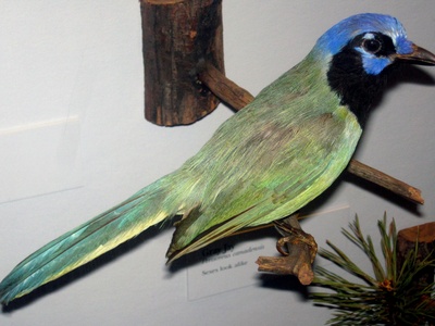 Green Jay