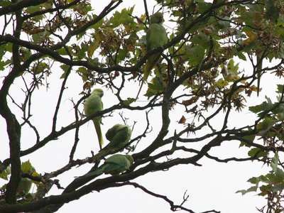 Green Parakeet