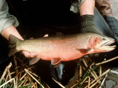 Greenback Cutthroat Trout