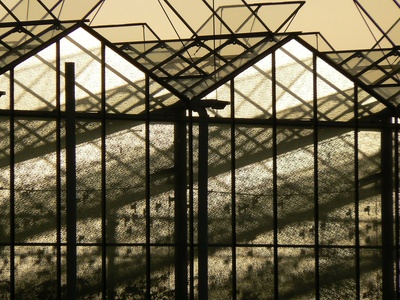 Greenhouse Effect