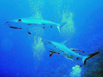 Grey reef shark