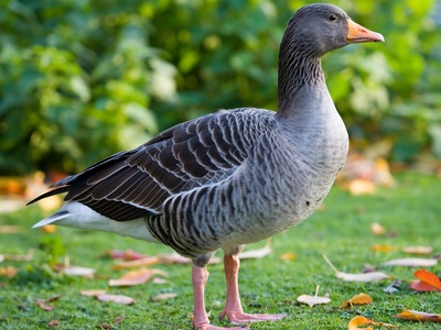 Greylag goose