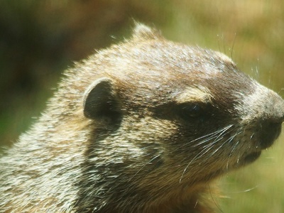 Groundhog