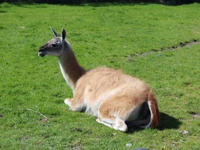Guanaco