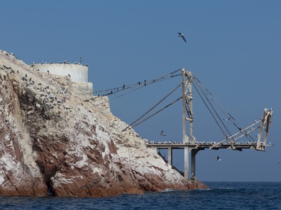 Guano (bird/bat fertilizer)