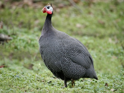 Guinea fowl