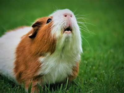 Guinea pig