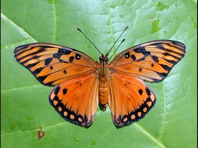 Gulf fritillary