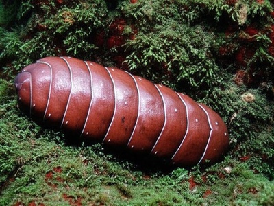 Gumboot chiton