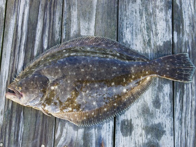 Halibut