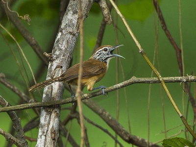 Happy Wren