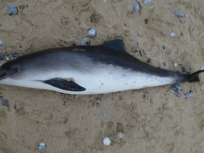 Harbour Porpoise