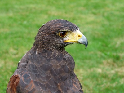 Harris's Hawk