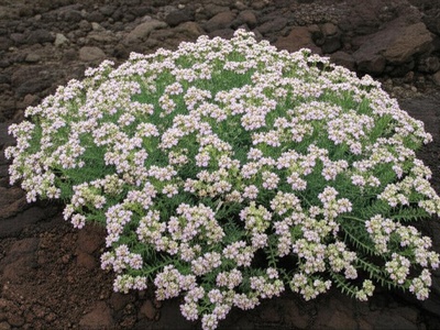 Hartman's Buckwheat