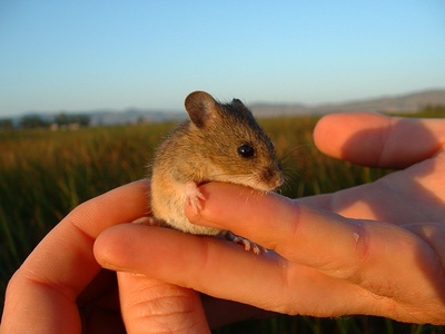 Harvest Mouse