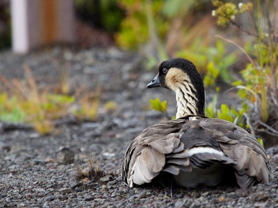 Hawaiian Goose