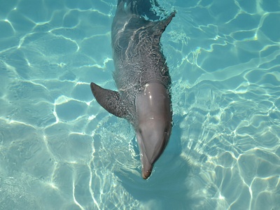 Heaviside's Dolphin