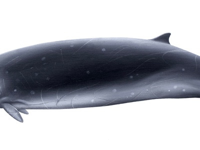 Hector's Beaked Whale